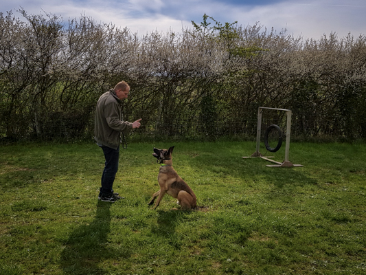 Malinois en éducation