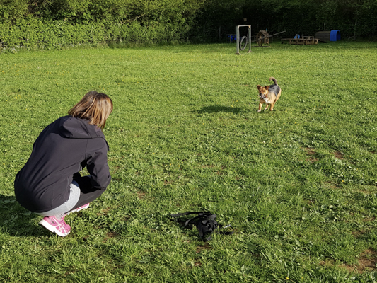 Faire revenir son chien en promenade