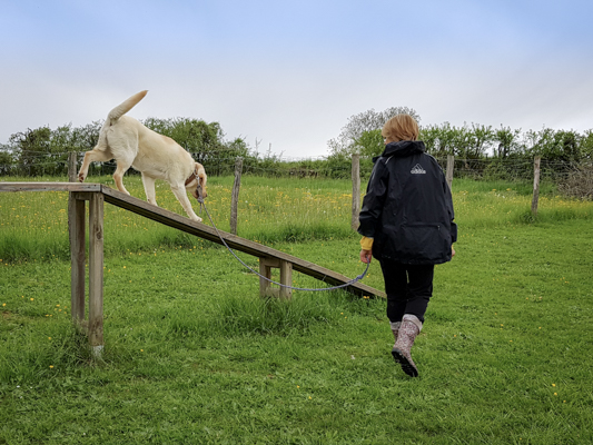 Labrador en éducation canine