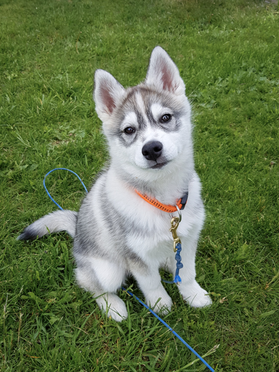 Chiot Husky