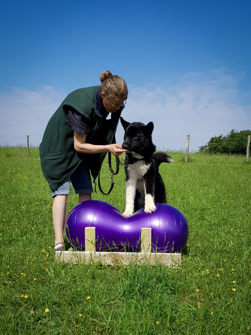 Proprioception cacahuète chien