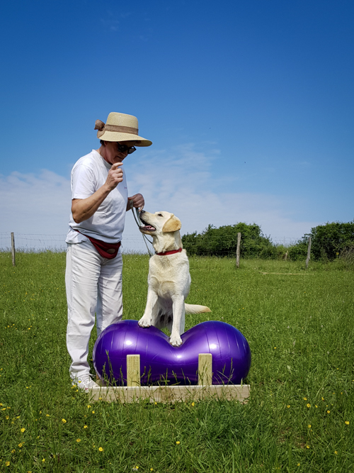 Labrador en confiance