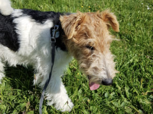 Fox terrier