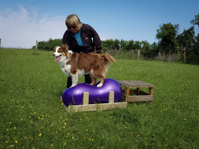 Exercice de fitness canin