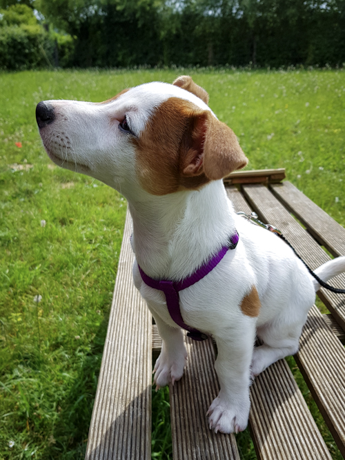 Chiot Jack Russell