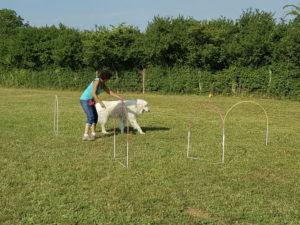 Hooper agility