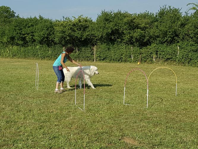 Hoopers agility 