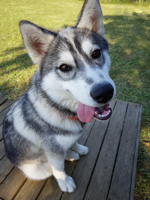 Siberian husky