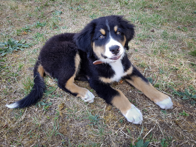 bouvier bernois croisé labrador