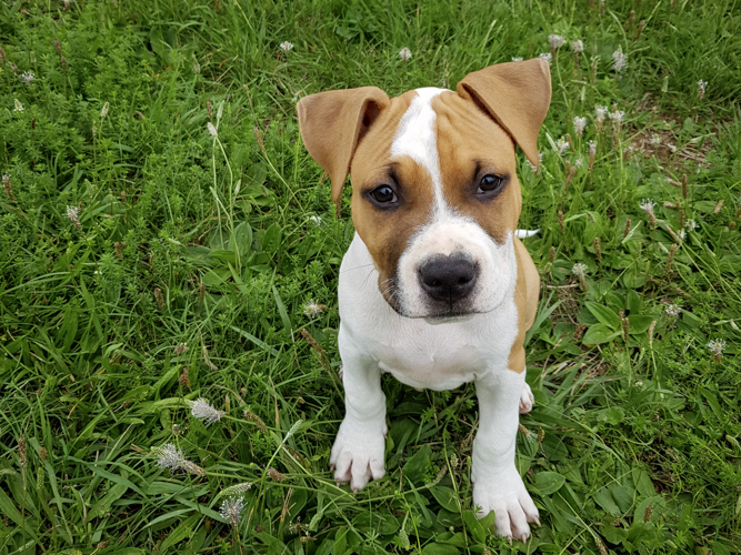 Chiot de 2ème catégorie