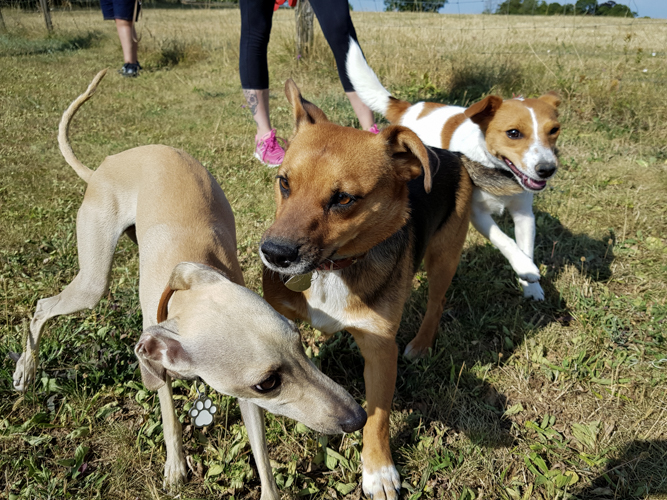 Chiens de petite taille