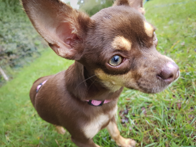 Chihuahua