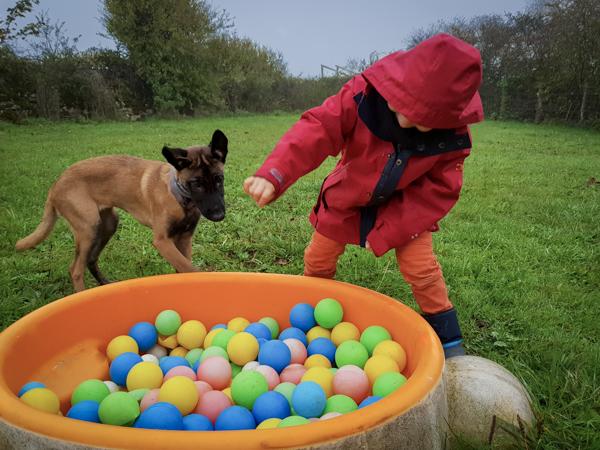 Malinois et enfant