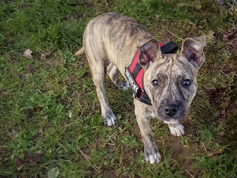 Chiot amstaff