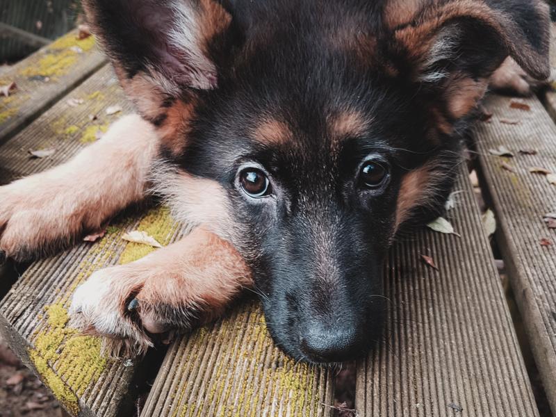 Chiot berger allemand