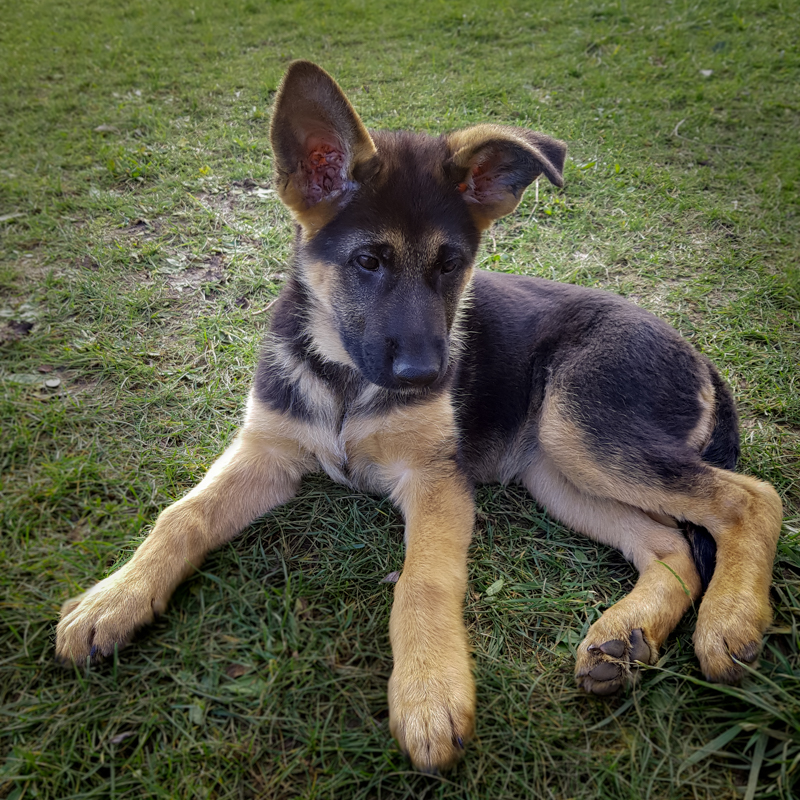 Chiot berger allemand