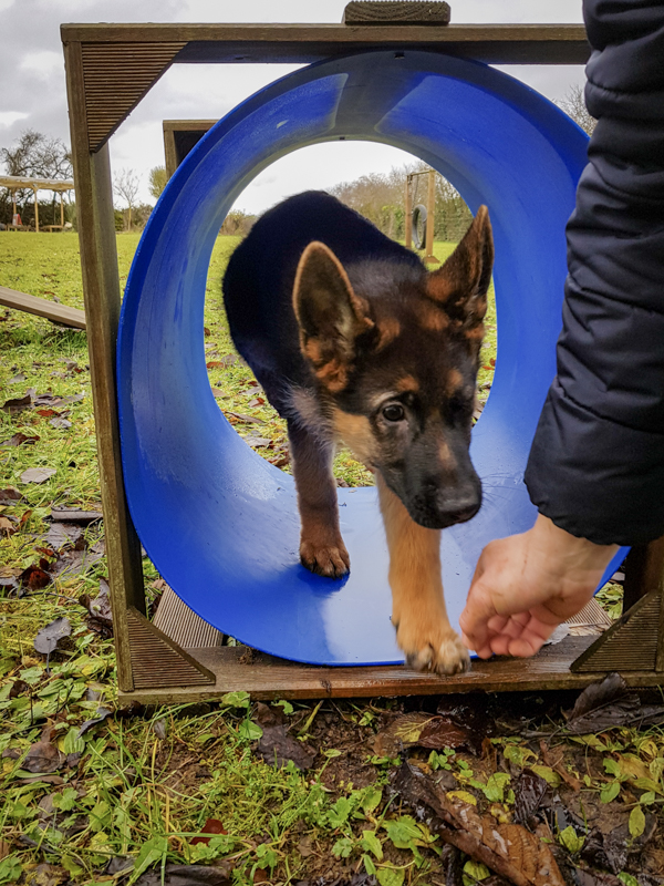 Gagner la confiance de son chiot