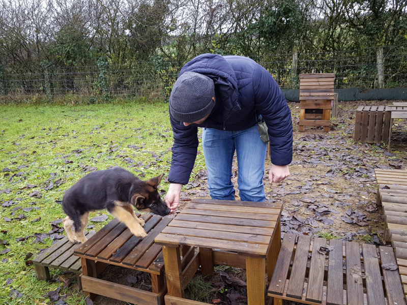 Education du chiot berger allemand