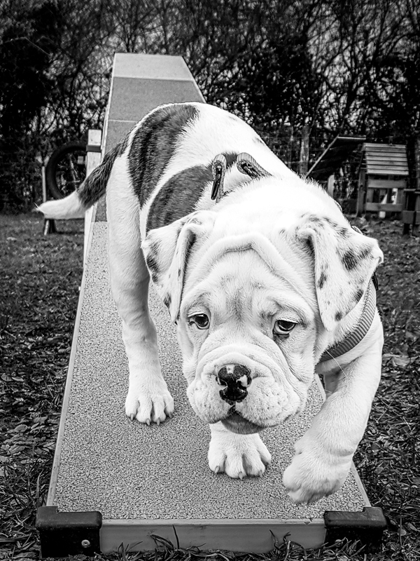 chiot bulldog continental