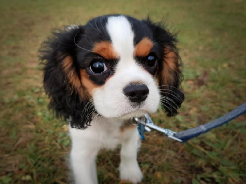 Chiot cavalier King Charles