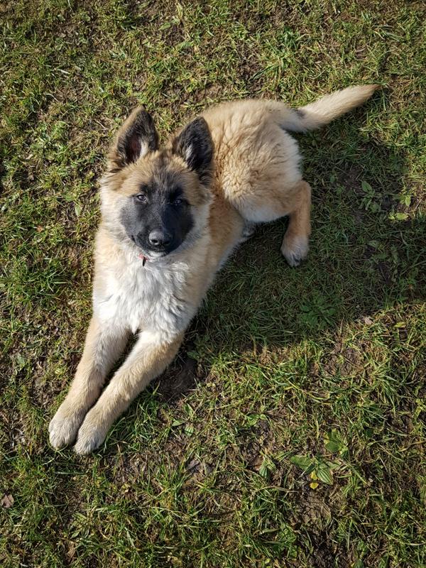 Chiot croisé malinois et tervuren