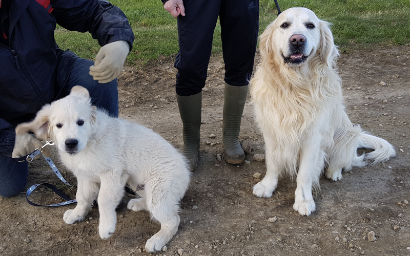 Chiot et adulte golden retriever