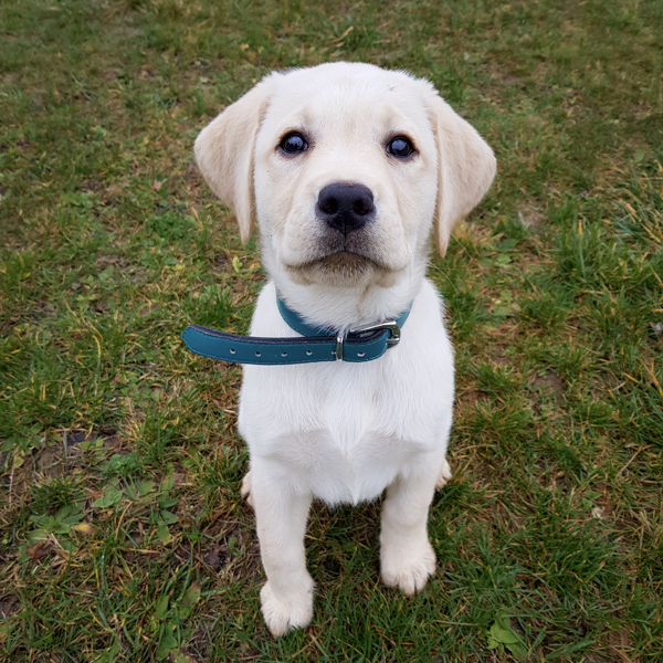 Chiot labrador sable