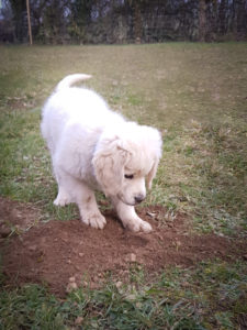 Golden retriever