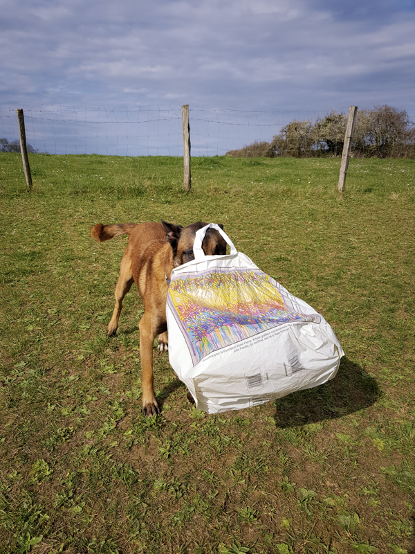 Malinois avec son jouet dans un sac