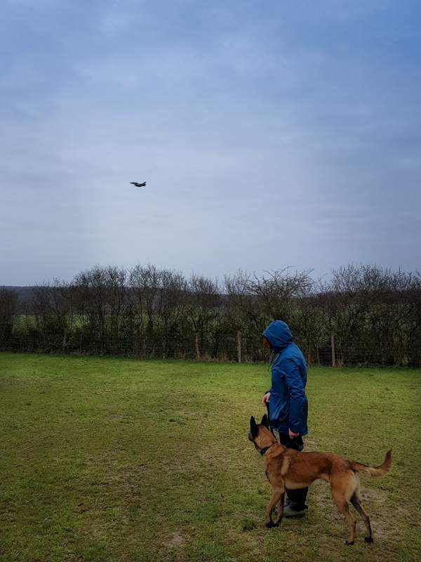 Chien regardant un avion Rafale passer