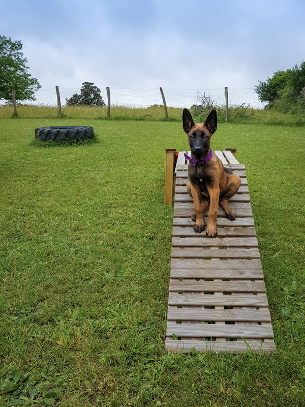 Chiot malinois éducation