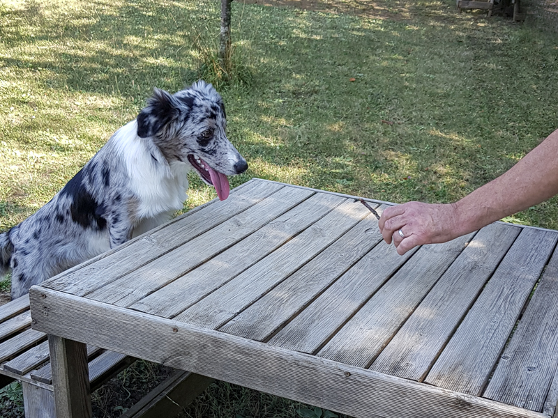 Motivation du chien en éducation