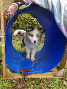 Chiot dans un tunnel