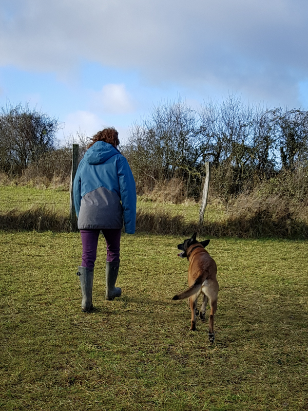 Berger belge malinois