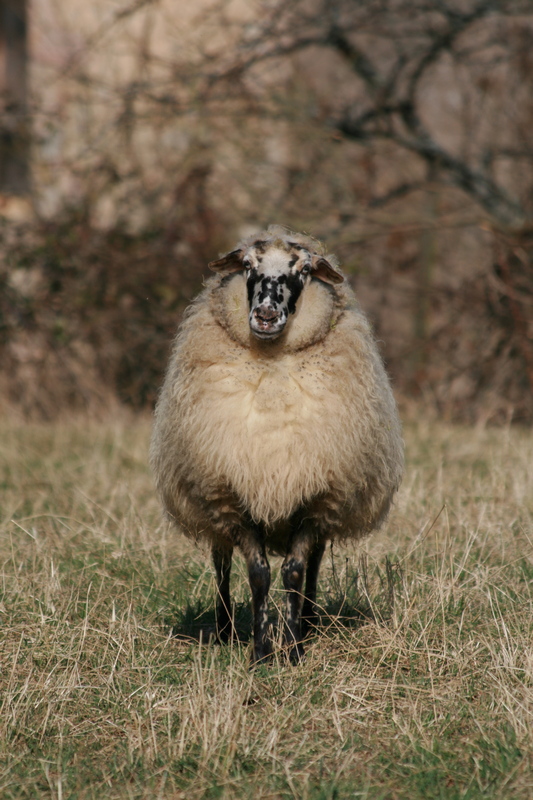 Mouton aux yeux bleus