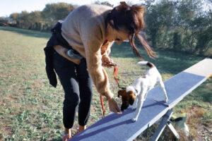 Chiot débutant l'agility loisir