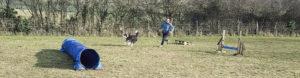 Centre canin agility loisir