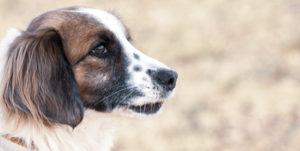 Chien épagneul