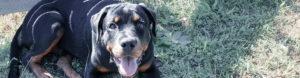 Chien rottweiler