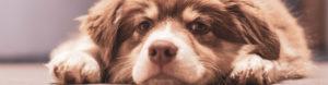 Chiot berger australien