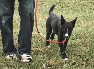 Chiot en laisse