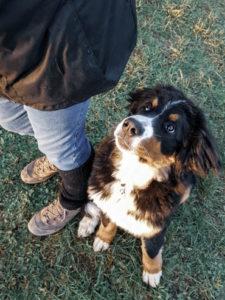 Chien au pied de son maître
