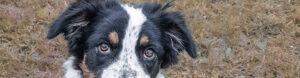 Comportementaliste Canin
