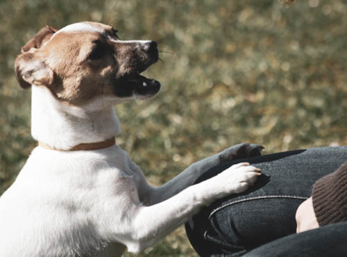 Chien saute sur les gens