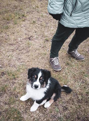Choit berger australien en éducation canine