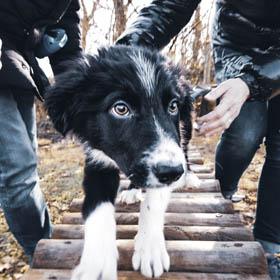 Border collie en apprentissage des bases éducatives