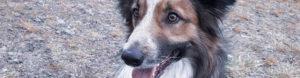 Chien de berger