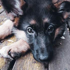 Chiot berger allemand