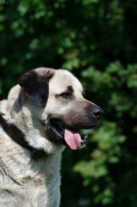 Kangal adulte