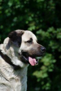 Kangal adulte